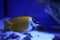 Beautiful yellow longnose butterfly fish in toned blue aquarium