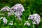 Beautiful yellow Lunaria flowers closeup on green grass background