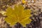 Beautiful yellow mapple leaf in the park