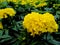 Beautiful yellow marigold, dark green leaves in the garden