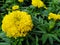 Beautiful yellow marigold, dark green leaves in the garden