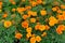 Beautiful yellow marigold flower background at flowers market