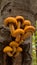 Beautiful yellow mushroom grown on a tree trunk. Pholiota squarrosa fungus with restricted edibility