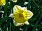 Beautiful yellow narcis in sunny day on grassy background