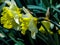 Beautiful yellow narcis in sunny day on grassy background