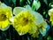 Beautiful yellow narcis in sunny day on grassy background