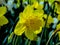 Beautiful yellow narcis in sunny day on grassy background