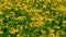 Beautiful Yellow Oilseed Flowers in the Field
