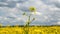 Beautiful Yellow Oilseed Flowers in the Field