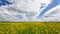 Beautiful Yellow Oilseed Flowers in the Field