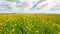 Beautiful Yellow Oilseed Flowers in the Field