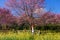 Beautiful Yellow oilseed rape blossom and cherry blossoms