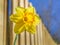 Beautiful yellow and orange daffodil flower in the sunshine in front of a picket fence on a Spring day with blue sky