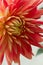 Beautiful yellow and orange dahlia flower center detail