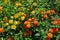 Beautiful yellow and orange flowers and green leaves of cloth of gold