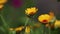 Beautiful yellow orange flowers with water drops in the garden. Marigold in the rain, light breeze close up, dynamic scene, toned