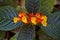 Beautiful yellow and orange fritillaria flowers