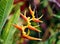 Beautiful yellow and orange heliconia amazing gorgeous colorful flower