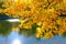 Beautiful yellow-orange oak leaves hang over the water in the autumn park