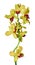 Beautiful yellow orchid branch variety Phalaenopsis Oncidium