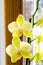 Beautiful yellow orchid flower room