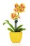 Beautiful yellow orchid in pot