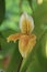 Beautiful yellow Paphiopedilum exul orchid flower