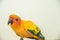 Beautiful yellow parrot, closeup Sun Conure bird eating food