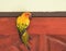 Beautiful yellow parrot Sun Conure image on a wooden door.