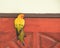 Beautiful yellow parrot Sun Conure image on a wooden door.