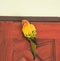 Beautiful yellow parrot Sun Conure image on a wooden door.