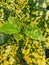 Beautiful yellow patterned green leaves