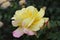 Beautiful Yellow Peace rose with pink tinge