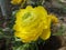 Beautiful yellow Persian buttercup flower, blossom, flowers