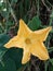 Beautiful yellow petal flower with green leaves.