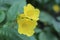 Beautiful yellow Petal Flower between leafs