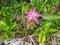 beautiful yellow and pink flower in the garden