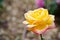 Beautiful yellow pink hybrid rose flower at a botanical garden.