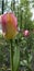Beautiful yellow-pink tulip in the foreground on the boulevard and multi-colored tulips in the background in defocus, blurry.