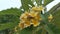 The beautiful yellow plumeria flowers