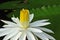 Beautiful yellow pollens of white water lily flower