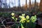Beautiful yellow primroses flowers blooming in spring forest, closeup
