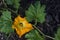 Beautiful yellow pumpkin flower Squash garden backyard field soil, Zucchini or courgette, Agriculture concept ingredient leaves
