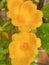 Beautiful yellow purslane flower ornamental plant