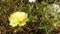 Beautiful yellow purslane flowers in the garden