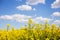 Beautiful yellow rapeseed field with a beautiful blue sky. Biofuel concept