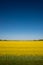Beautiful yellow raps farm landscape in Germany