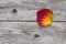 Beautiful yellow / red autumn leaf on top of the board plate, which is gray.