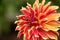 Beautiful Yellow and Red Dinnerplate Dahlia