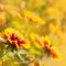 Beautiful yellow red flowers (Gaillardia hybrida)